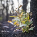 Regrowth after fire